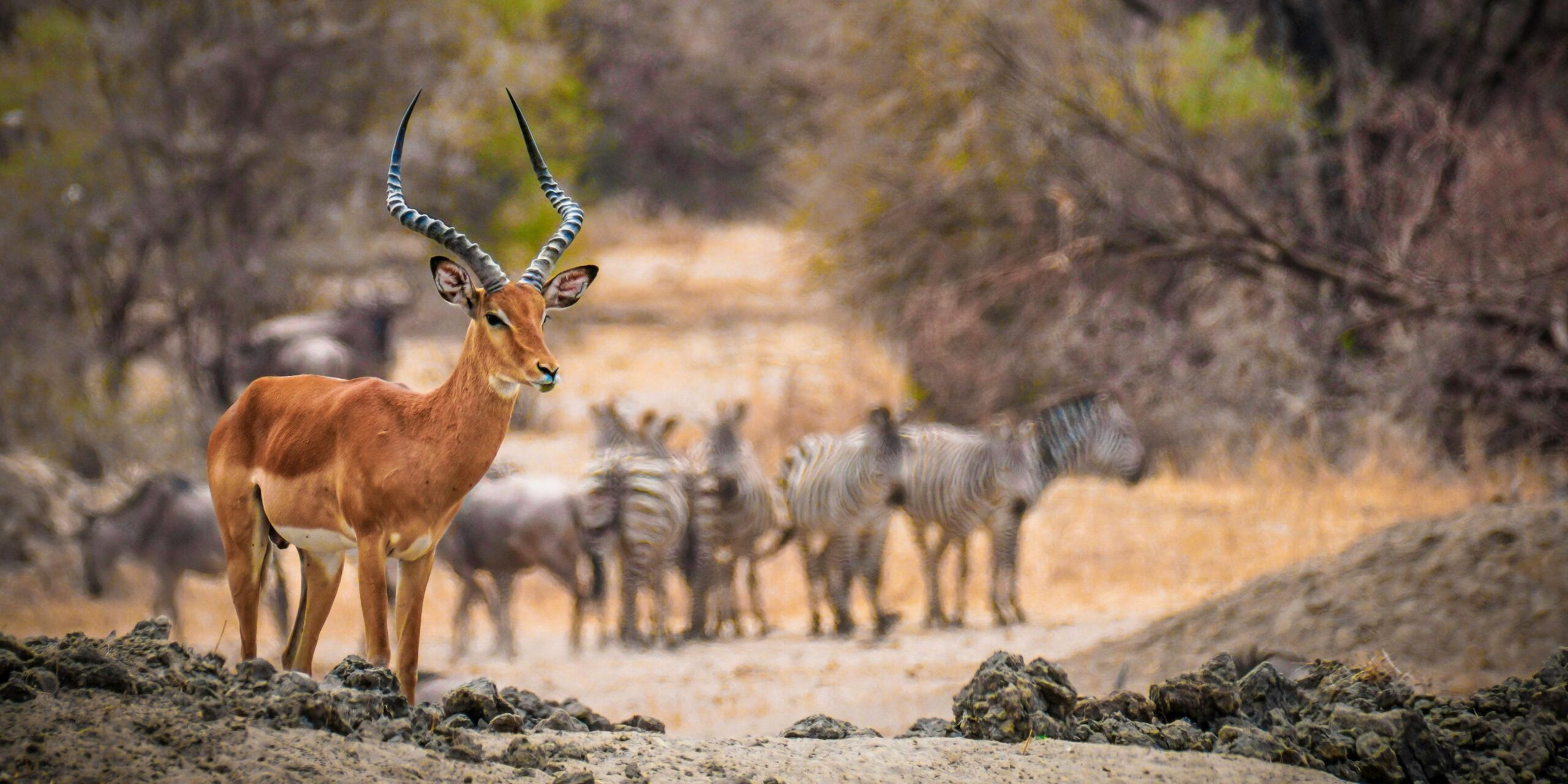 SALT LICK & ZIWANI