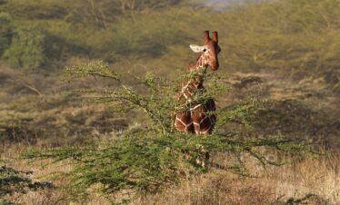 reticulated giraffe, animal, mammal, somali giraffe, giraffa reticulata, wild animal, wildlife, fauna, wilderness, nature, lewa, kenya, africa