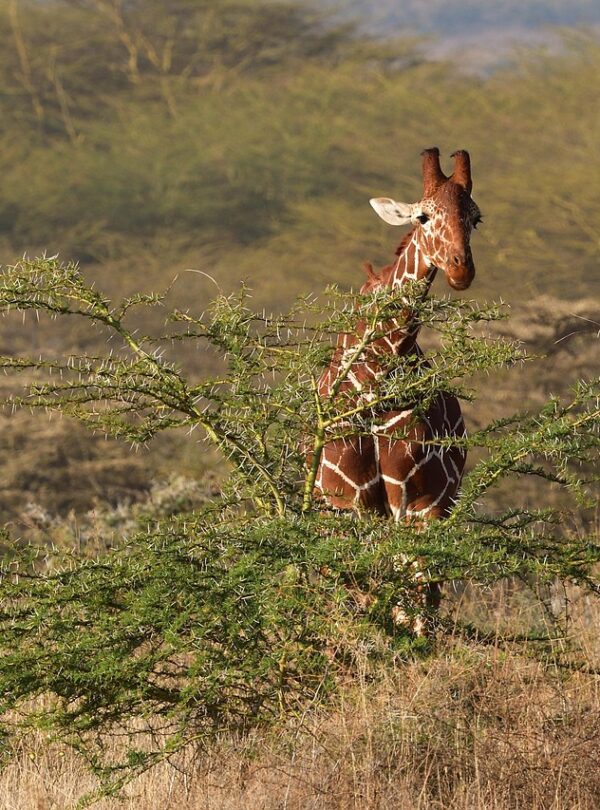 reticulated giraffe, animal, mammal, somali giraffe, giraffa reticulata, wild animal, wildlife, fauna, wilderness, nature, lewa, kenya, africa