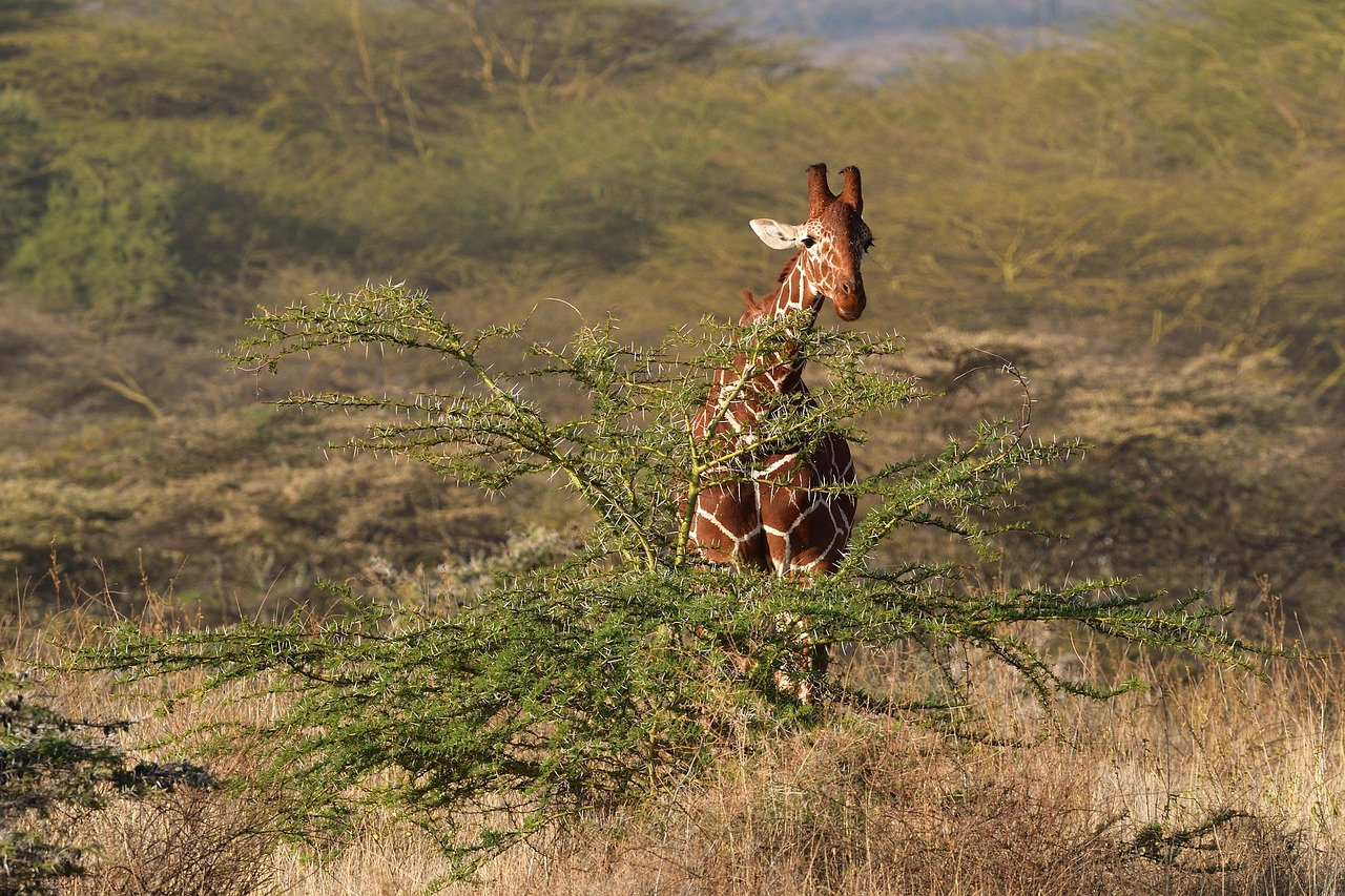 reticulated giraffe, animal, mammal, somali giraffe, giraffa reticulata, wild animal, wildlife, fauna, wilderness, nature, lewa, kenya, africa