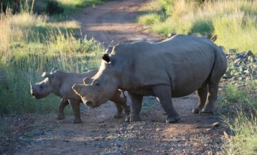 A pair of rhinoceroses strolling together on a dirt path in a natural habitat.