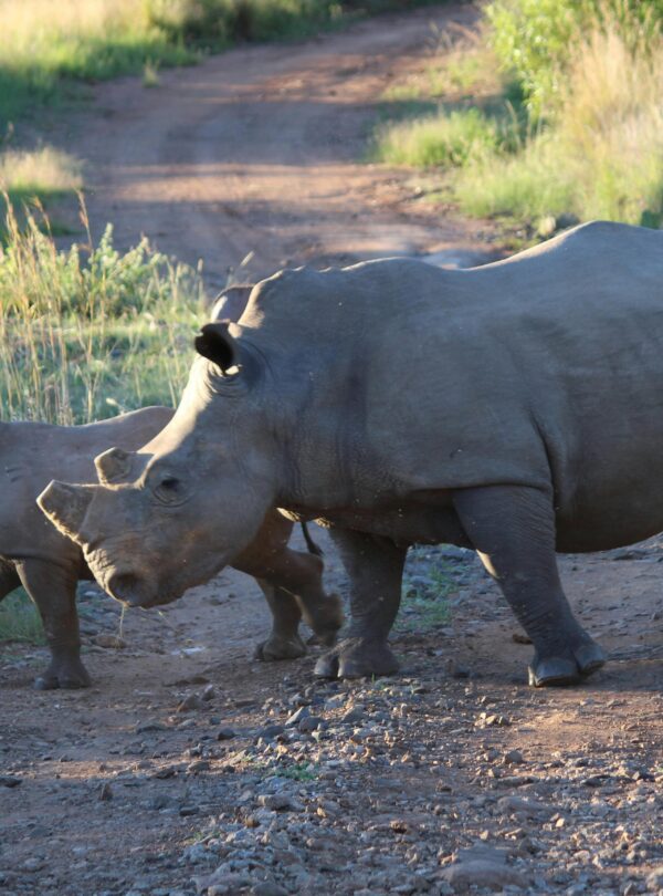 A pair of rhinoceroses strolling together on a dirt path in a natural habitat.