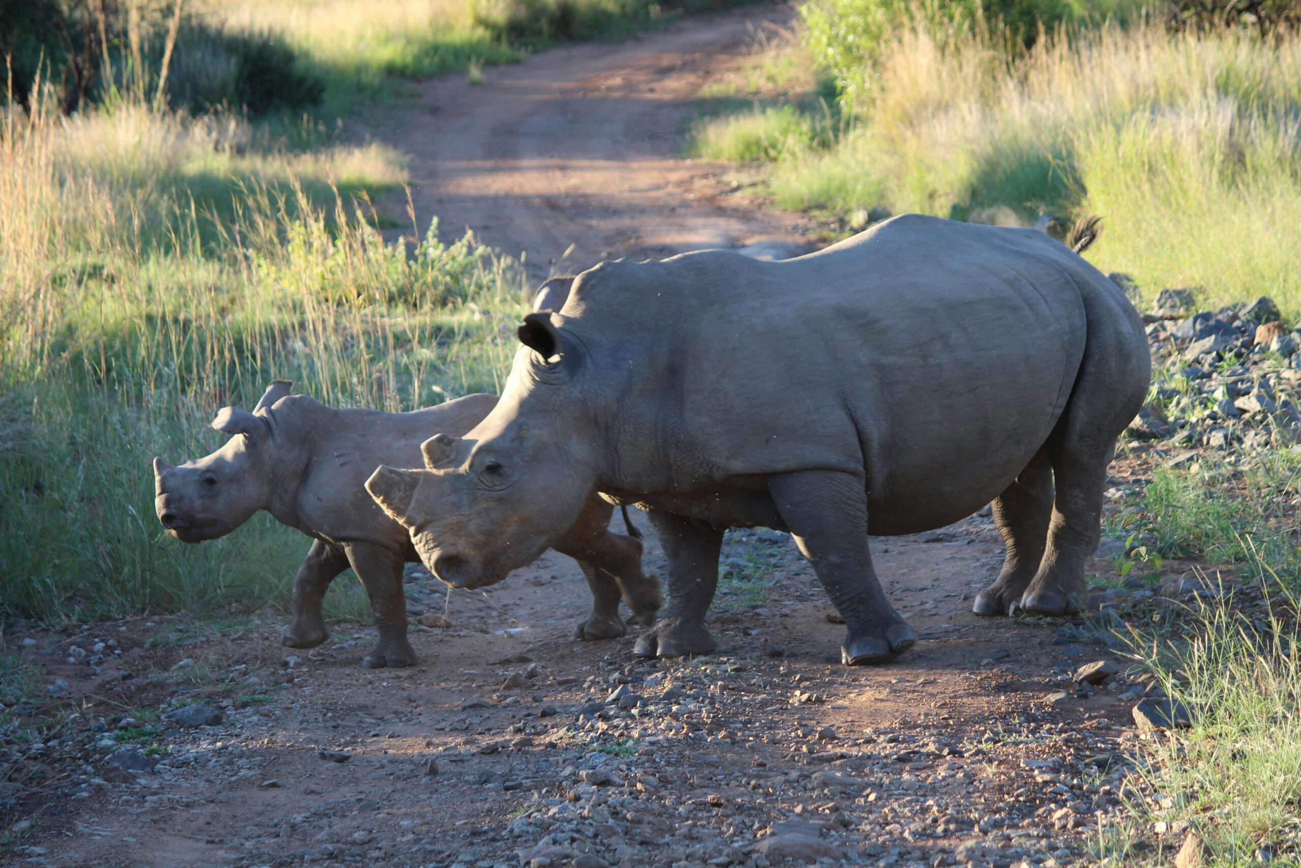 A pair of rhinoceroses strolling together on a dirt path in a natural habitat.